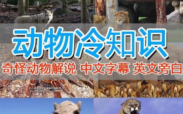 外面卖1699的国外纪录片解说（动物解说、美食、动画片）稳过中视频-赚金金-技能学习分享